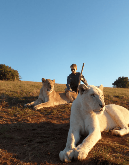 Markus mit wilden Löwen