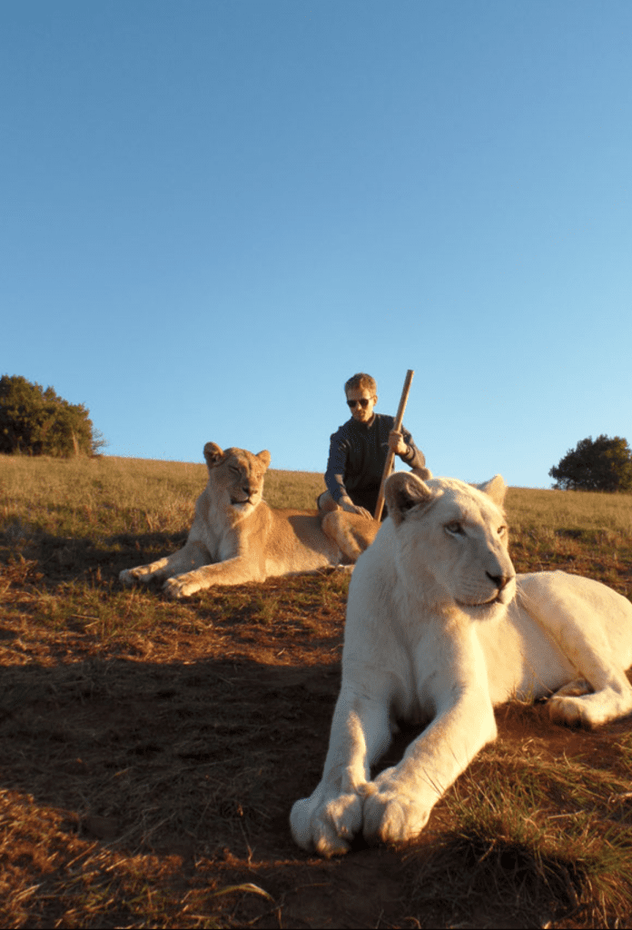 Markus mit wilden Löwen